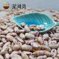 Light Specked Kidney beans long type scientific name of beans